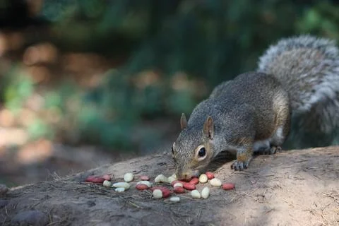 Grey Squirrel. Foto stock