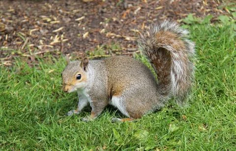 Grey Squirrel. Stock Photos
