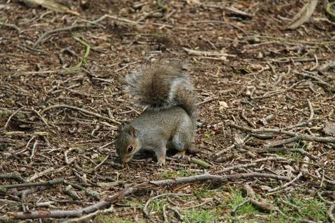 Grey Squirrel. Stock Photos