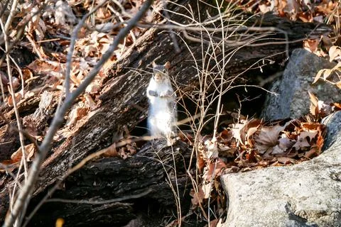 Grey Squirrel Foto stock