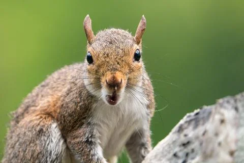 Grey Squirrel Foto stock