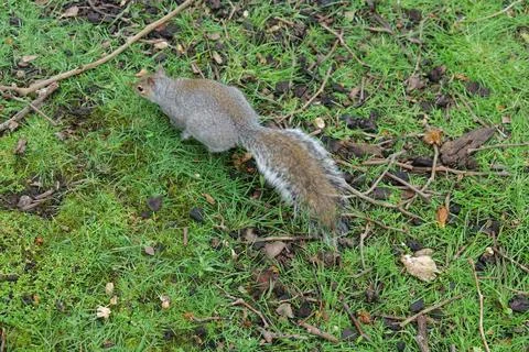 Grey squirrel Stock Photos