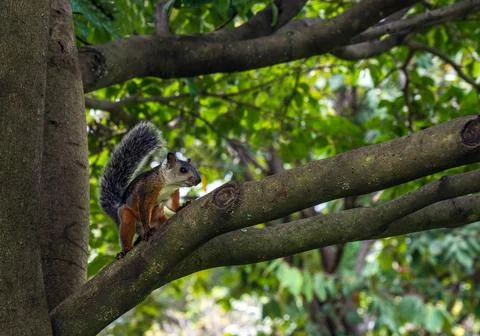 Grey Squirrel Foto stock