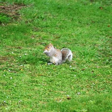 Grey Squirrel Stock Photos