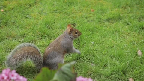 Grey Squirrel Picking Up And Eating A Peanut Close Up Slow Motion Daytime Stock Footage 301378636