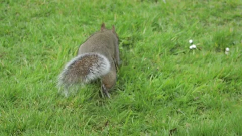 Grey Squirrel Placing Nut In Its Mouth Then Goes Off Serching For More Food In Stock Footage 303974660