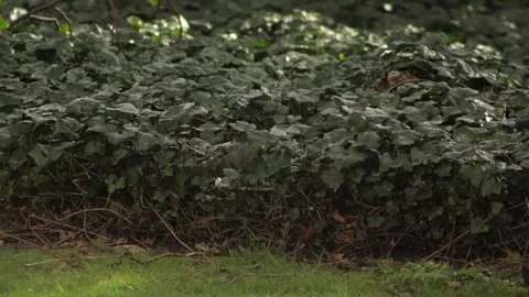 Grey Squirrel Popping Out Of A Bush Then Runs Away Quickly Daytime Garden Slow Stock Footage 305587829