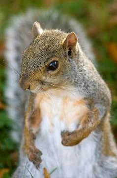 Grey squirrel portrait 스톡 사진