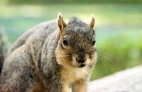 Grey Squirrel Portrait Stock Photos