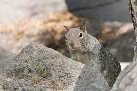 Grey squirrel portrait Stock Photos