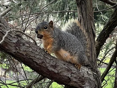 Grey squirrel posing with a nut in mouth Stock Photos