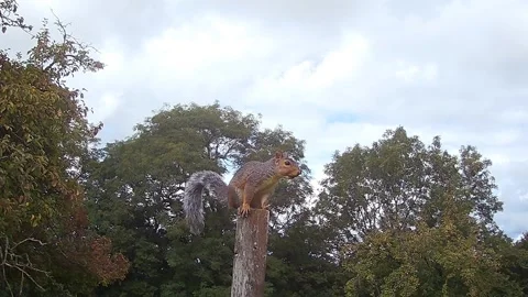 Grey Squirrel on a post looking alarmed Stock Footage 249411562