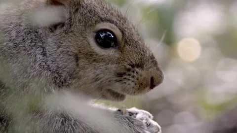 Grey squirrel profile eating a nut outdoors in nature Stock Footage 346893581