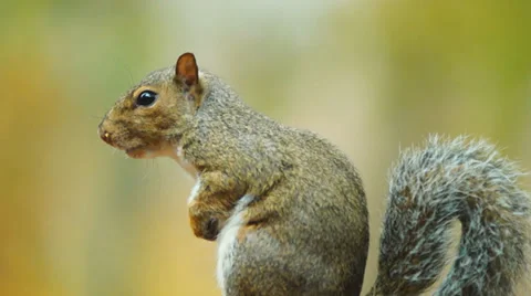 Grey Squirrel Profile  Stock Footage 32692214