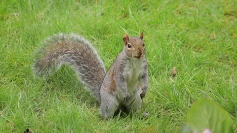 Grey Squirrel Putting Nut In Its Mouth Slow Motion Close Up Daytime Borehamwood Stock Footage 301378656