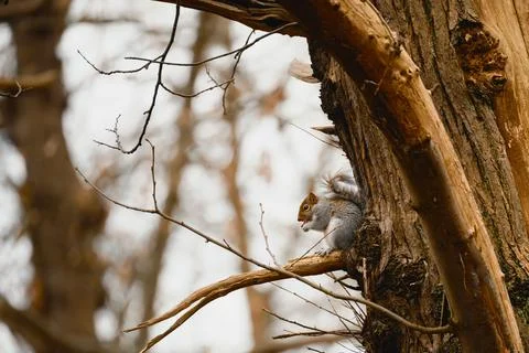 Grey Squirrel Resting On Tree Branch Stock Photos