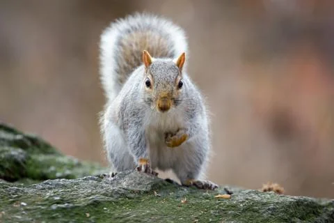 Grey Squirrel on a rock Stock Photos