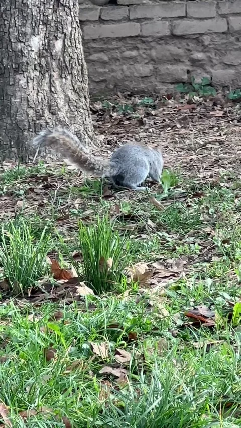 Grey Squirrel Running Through Grass in the Park Video stock 314128289