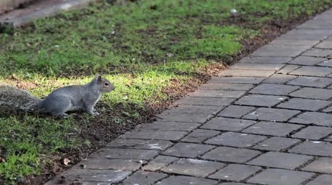 Grey Squirrel Runs Across Grass Field to stone church path - Animal Close Up Video stock 48980227