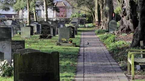 Grey Squirrel Runs Across Grass Field to stone church path - Animal Wide Shot Stock-Footage 48980398