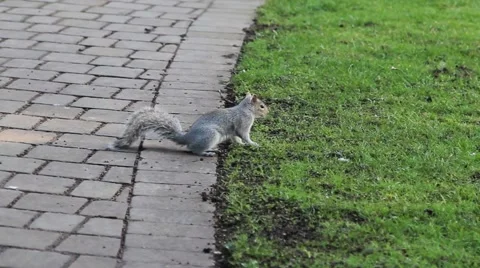 Grey Squirrel Runs Across stone church path to grass field - Animal Close Up Stock-Footage 48980226