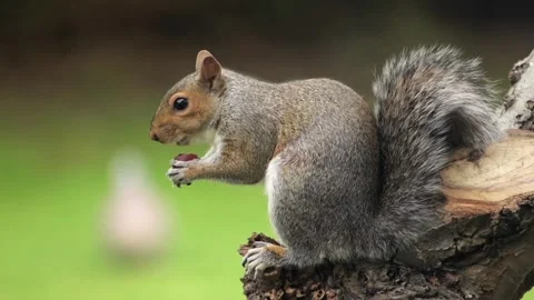 Grey Squirrel Sat On Tree Branch Eating A Grape Slow Motion Close Up Pigeon Stock Footage 327391587