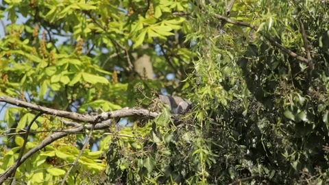 Grey Squirrel Sat On Tree Branch Grooming Cleaning Itself Scratching With Back Stock Footage 327392346