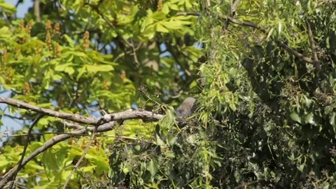 Grey Squirrel Sat On Tree Branch Grooming Cleaning Itself Then Climbs Away Slow Видео 327392918