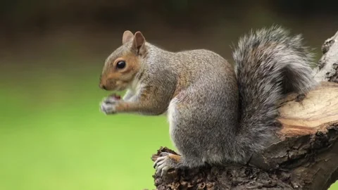 Grey Squirrel Sat On Tree Branch Eating A Grape Slow Motion Close Up Daytime Stock Footage 327393454