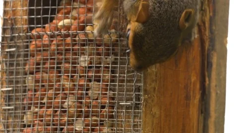 Grey squirrel Scirius canadensis trying to break into nut feeder Stock Footage 82657292