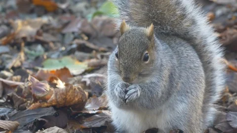 Grey squirrel Scirius carolinensis foraging amongst leaf litter Stock Footage 87047306