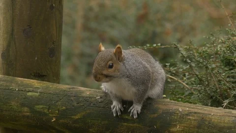 Grey squirrel Scirius carolinensis sitting on rail fence Video stock 87047555