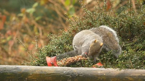 Grey squirrel Scirius carolinensis taking peanuts from dislodged nut feeder Stock Footage 87047520