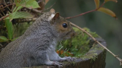 Grey squirrel Scirrius carolinensis resting on edge of garden planter Stock Footage 87047196