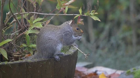Grey squirrel Scirrius carolinensis sitting on edge of garden planter Video stock 87047186
