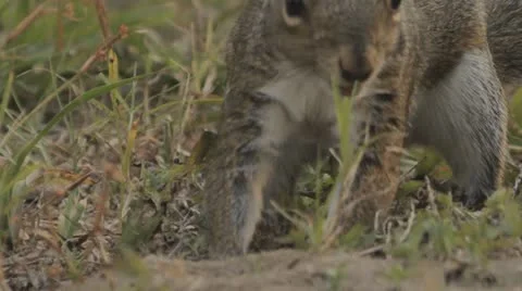 Grey Squirrel Sciurus carlinensis Stock Footage 10916432