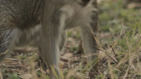 Grey Squirrel Sciurus carlinensis Stock Footage 10916448