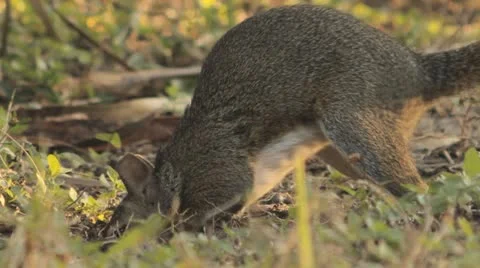 Grey Squirrel Sciurus carlinensis Stock Footage 10916473