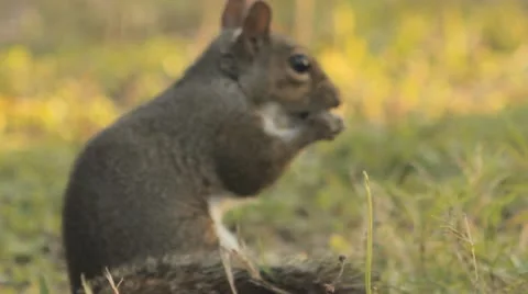Grey Squirrel Sciurus carlinensis Stock Footage 10916487