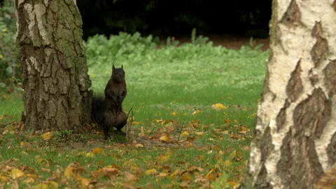 Grey squirrel Sciurus carolinensis 17  50p black form searching for Winter cache Stock Footage 171574449