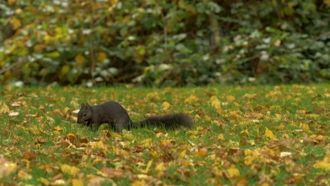 Grey squirrel Sciurus carolinensis 21 50p collecting chestnuts for Winter cache Stock Footage 171577162