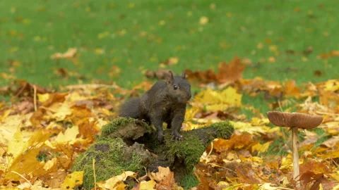 Grey squirrel Sciurus carolinensis 25 50p stashing food Video stock 171582649