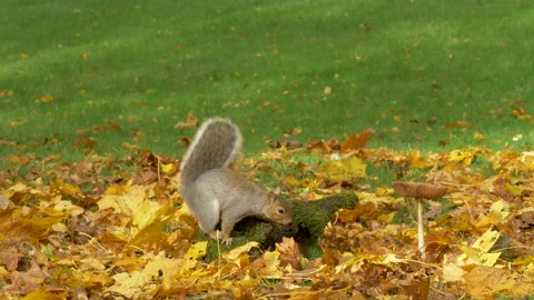 Grey squirrel Sciurus carolinensis 28 50p grey squirrel and melanistic form Stock Footage 171575298