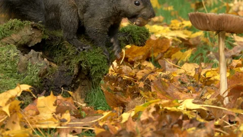 Grey squirrel Sciurus carolinensis 29 50p Black squirrel gathers nuts Stock Footage 171578848