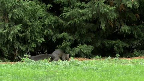 Grey squirrel Sciurus carolinensis 3 25p black squirrel burries nut for Winter Stock Footage 171573914