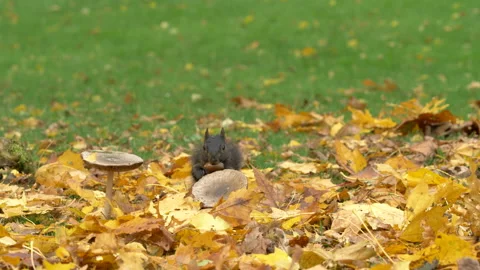 Grey squirrel Sciurus carolinensis 32 50p collecting nuts for Winter stash Stock-Footage 171578887