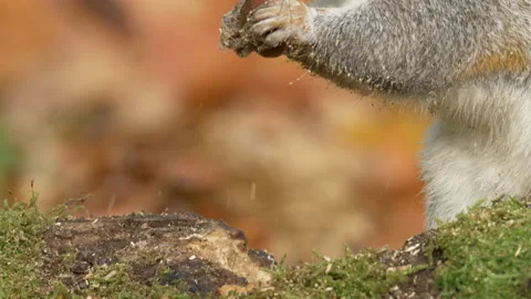 Grey squirrel Sciurus carolinensis 33 50p close up gathering Winter store Video stock 171574260