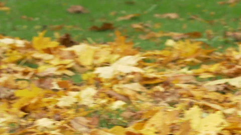 Grey squirrel Sciurus carolinensis 35 25p Black squirrel making Winter cache Stock Footage 171578916