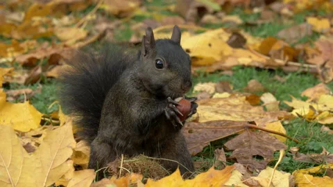 Grey squirrel Sciurus carolinensis 37 25p black form gathering chestnuts Stock Footage 171578881