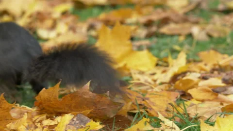 Grey squirrel Sciurus carolinensis 39  25p making Winter cache Stock-Footage 171579493